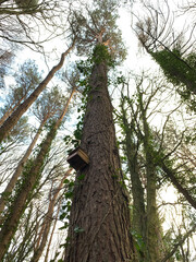  Tall trees hanging with bird feeding box shooting from bottom view. Bright sky over above , focus foreground front tree. broken stem skin old natural created.