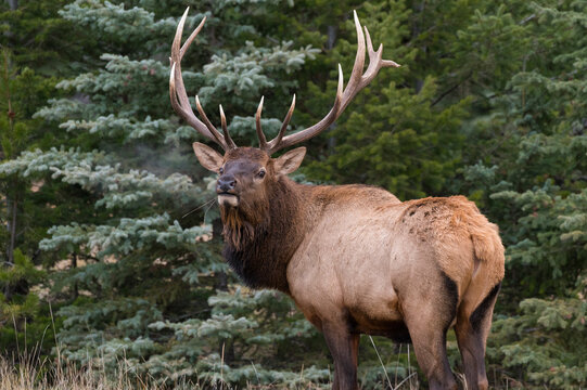 Wild Elk (Wapiti) (Cervus canadensis) bugling during the Autumn rut, Jasper National Park, UNESCO World Heritage Site, Alberta, Canadian Rockies