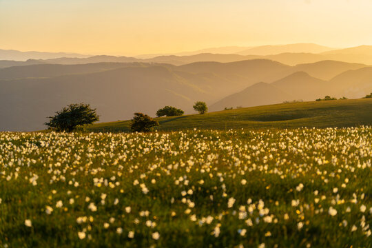 Trees and flowers blooming on Mount Petrano at sunset, Apennines, Marche, Italy