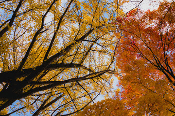 様々な紅葉のイメージ  北海道札幌市