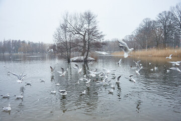 City gulls of Kaliningrad lower lake trees birds seagulls pigeons Kaliningrad  