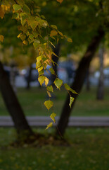 A yellowing birch branch against the backdrop of a forked tree in a city park. Banner, cover, flyer, layout design. Banner, cover, flyer, layout design. Russia, Omsk.