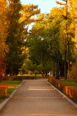 Bright colorful autumn trees on the alley in the park in sunny weather. Banner, cover, flyer, layout design