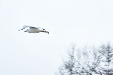 City gulls of Kaliningrad lower lake trees birds seagulls pigeons Kaliningrad  