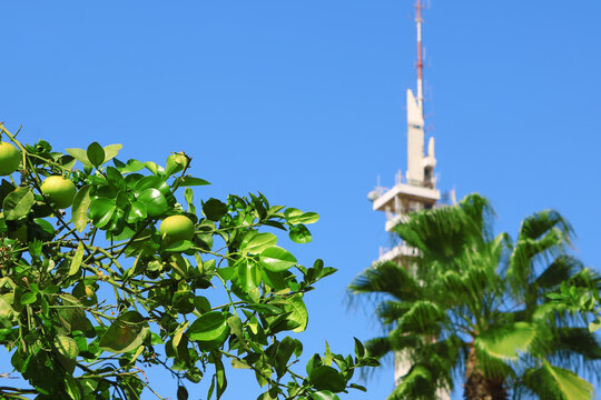 View of orange tree with green fruits and Marganit Tower as background, Tel Aviv, Istael