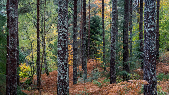 Autumn Colours in Lael Forest, near Ullapool, Ross and Cromarty, Scottish Highlands, Scotland