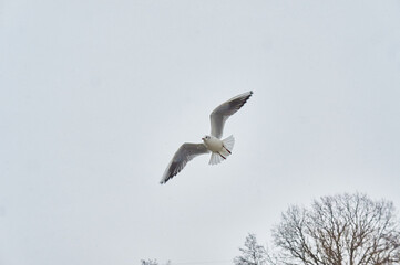 City gulls of Kaliningrad lower lake trees birds seagulls pigeons Kaliningrad  