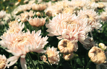 Blooming light pink chrysanthemums flower in the Garden