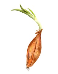 Watercolour illustration of shallot onion isolated on white background