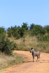Zebra, Pilanesberg