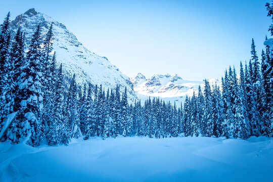 Snowy forest