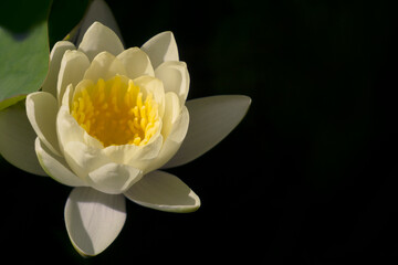 Delightful white water lily on a black background, illuminated by the rays of the sun