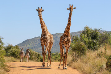 Naklejka na ściany i meble Giraffe, Pilanesberg