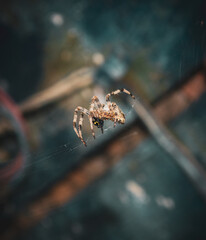 A spider on the web. Close-up photo. 