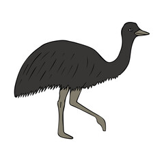 Vector hand drawn doodle sketch colored emu ostrich isolated on white background