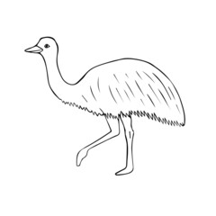 Vector hand drawn doodle sketch emu ostrich isolated on white background