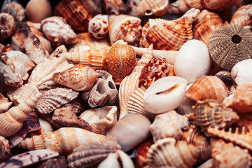 a lot of different empty sea shells, natural background, macro details