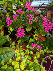 fleißiges Lieschen, Zimmerpflanze, Blüten, Blumen, Blüten