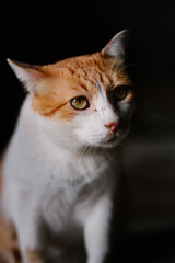 Close-up of cat looking away against black background