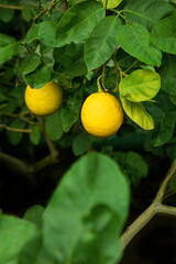 dojrzałe żółte cytryny na drzewku