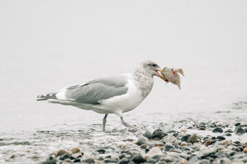 Side view of a sea gull carrying a fish across a rocky beach