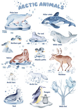 Animals of the north in pictures. Names of arctic animals. Northern wild animals. Watercolor illustration. For children's books, postcards, stickers, sublimation.