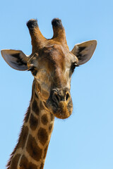 Giraffe, Pilanesberg