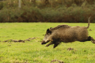 Sanglier qui s'enfuie.