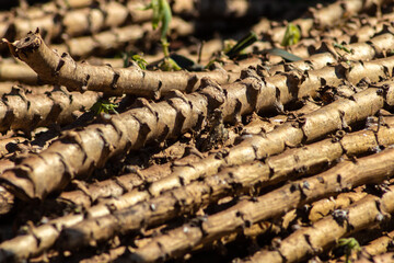 Cassava to chop ready fot to planting in Brazil