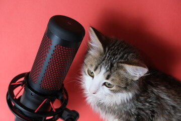 A microphone for podcasts and sound recording next to a small kitten. on a red background. Studio...