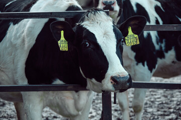 cow in a stall with tags on her ears