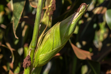 Close-up corn cob of a ripe maize, sweet corn plant in Brazil