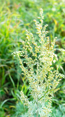 Bright green flowering wormwood bush. The concept of growing garden, spice and medicinal plants.