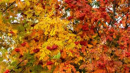 Ripe bunches of rowanberry or mountain ash on tree branches of rowan with red and yellow leaves in autumn time. The concept of the seasons