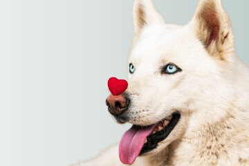 St. Valentine's Day concept. Funny portrait cute puppy dog holding a red heart on the nose