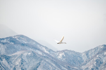 雪山をバックに飛翔する白鳥