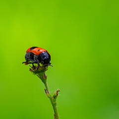 A gargle on top of a plant