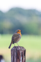 European robin on fence