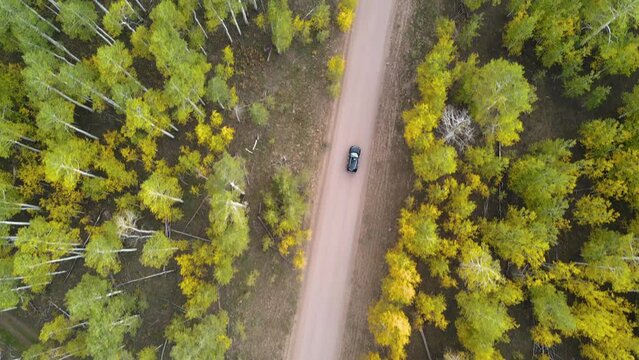 Aerial view of black suv driving down dirt road in between aspen trees in autumn.