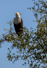 African Fish Eagle, Pilanesberg