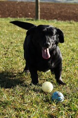 black labrador retriever mix dog happy outside
