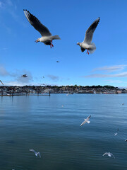 Seagulls flying against a blue sky