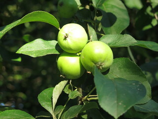 green apples on the branches ripen in the garden in spring