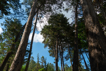 Primer plano de un tronco de pino. Bosque de pinos en un día soleado enfoque suave. Bosque de coníferas del norte. Medio ambiente. Naturaleza y ecología de fondo