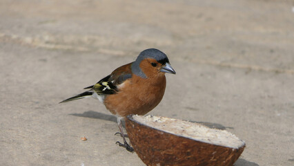 Common chaffinch feeding from the ground