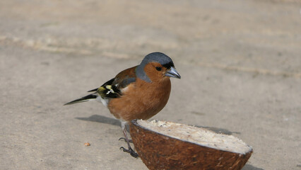 Common chaffinch feeding from the ground