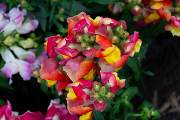 Antirrhinum majus (boca de dragón) es una especie de planta de la familia de las plantagináceas nativa del Mediterráneo, desde Marruecos, Portugal y sur de Francia, hasta el este de Turquía y Siria.