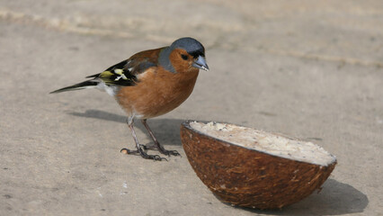 Common chaffinch feeding from the ground