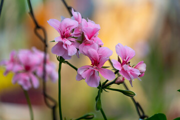 Cyclamen persicum es una especie de planta perteneciente a la familia de las Primuláceas.
