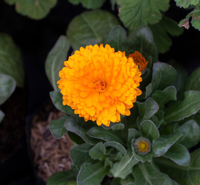 Calendula officinalis, de nombre com&uacute;n (entre otros) bot&oacute;n de oro, cal&eacute;ndula, mercadela o maravilla, es una hierba de la familia de las aster&aacute;ceas.